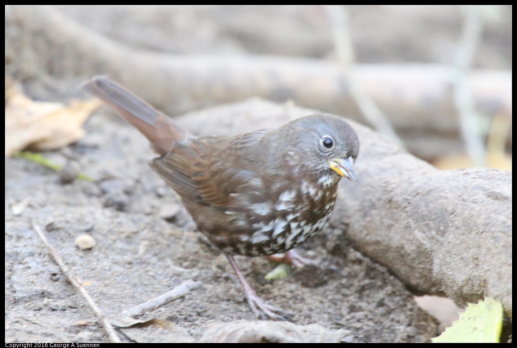 0101-122020-02.jpg - Fox Sparrow