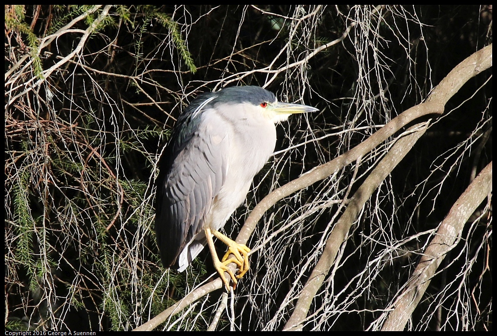 0101-122225-01.jpg - Black-crowned Night-Heron