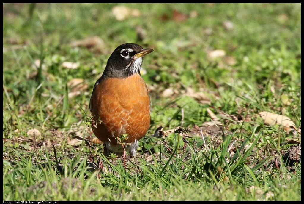 0101-123029-02.jpg - American Robin