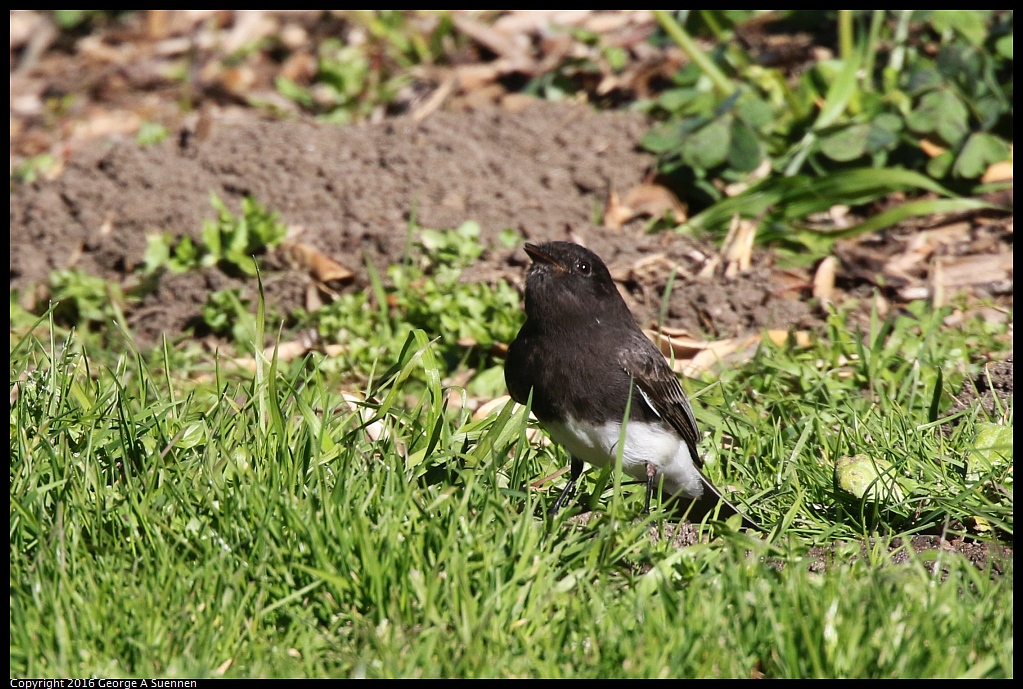 0101-123041-01.jpg - Black Phoebe