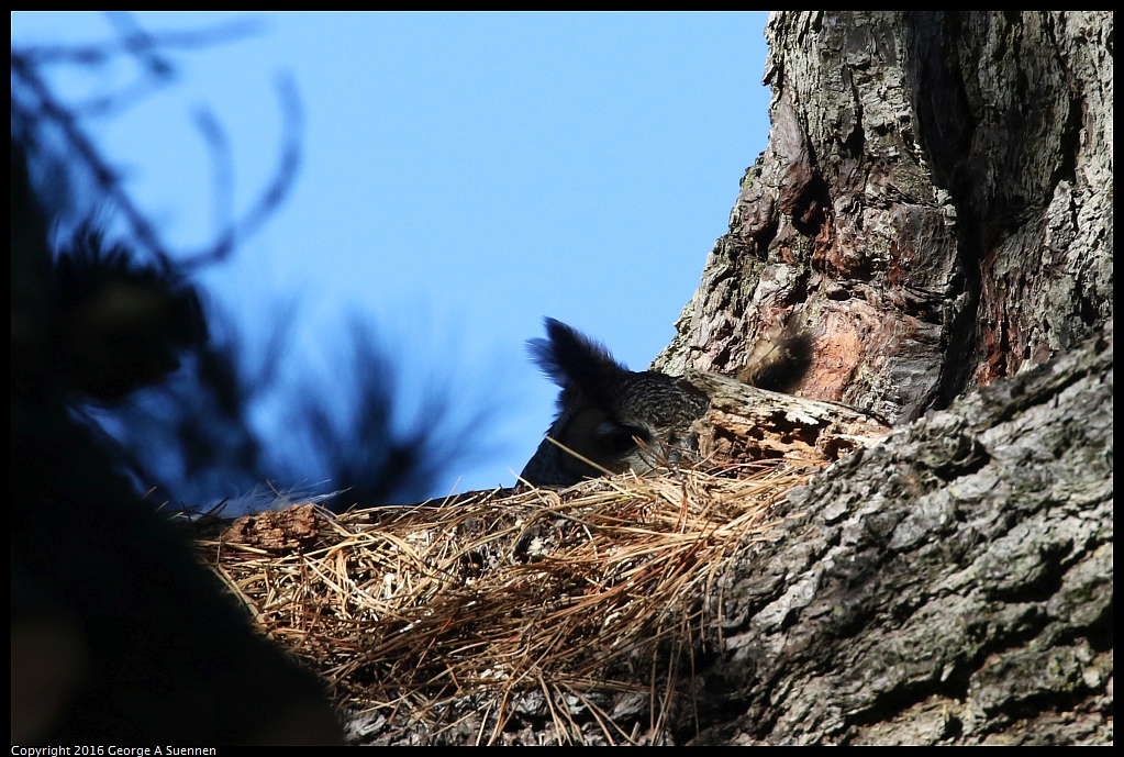 0101-124018-01.jpg - Great Horned Owl