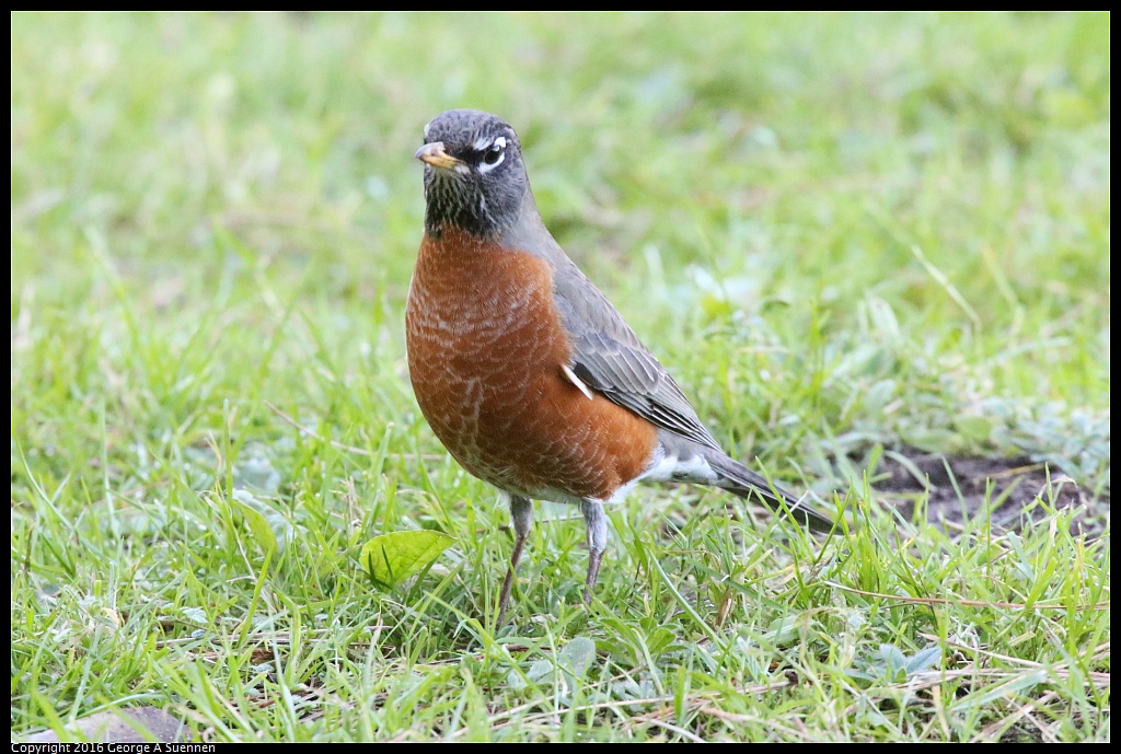 0101-124037-03.jpg - American Robin