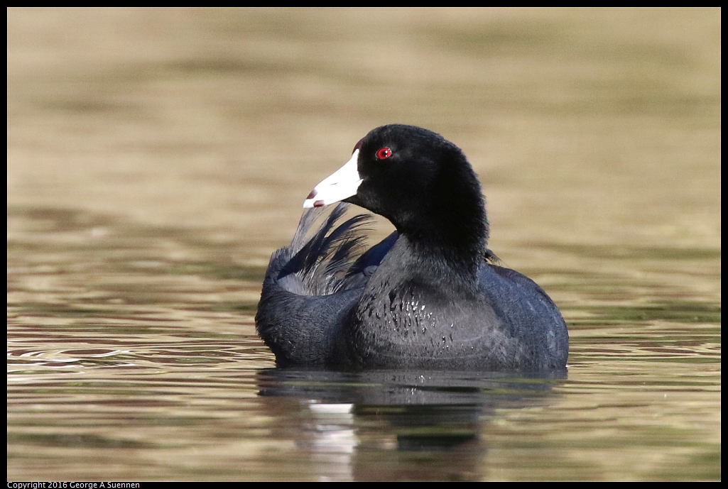 0101-124914-01.jpg - American Coot