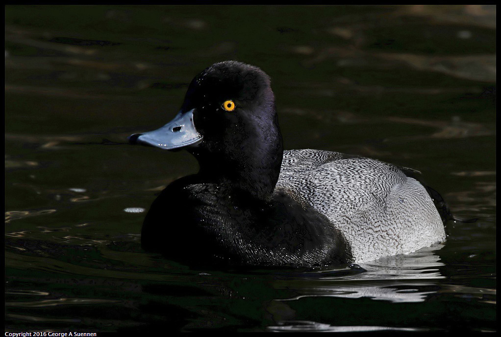 0101-125051-02.jpg - Lesser Scaup