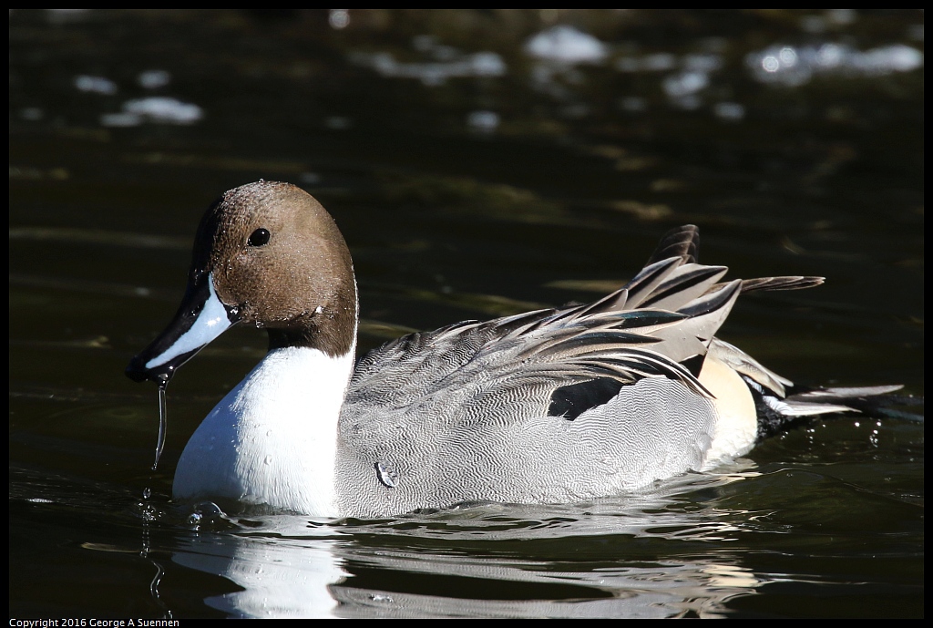 0101-125107-03.jpg - Northern Pintail