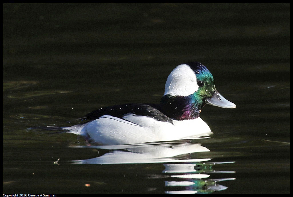 0101-125121-01.jpg - Bufflehead