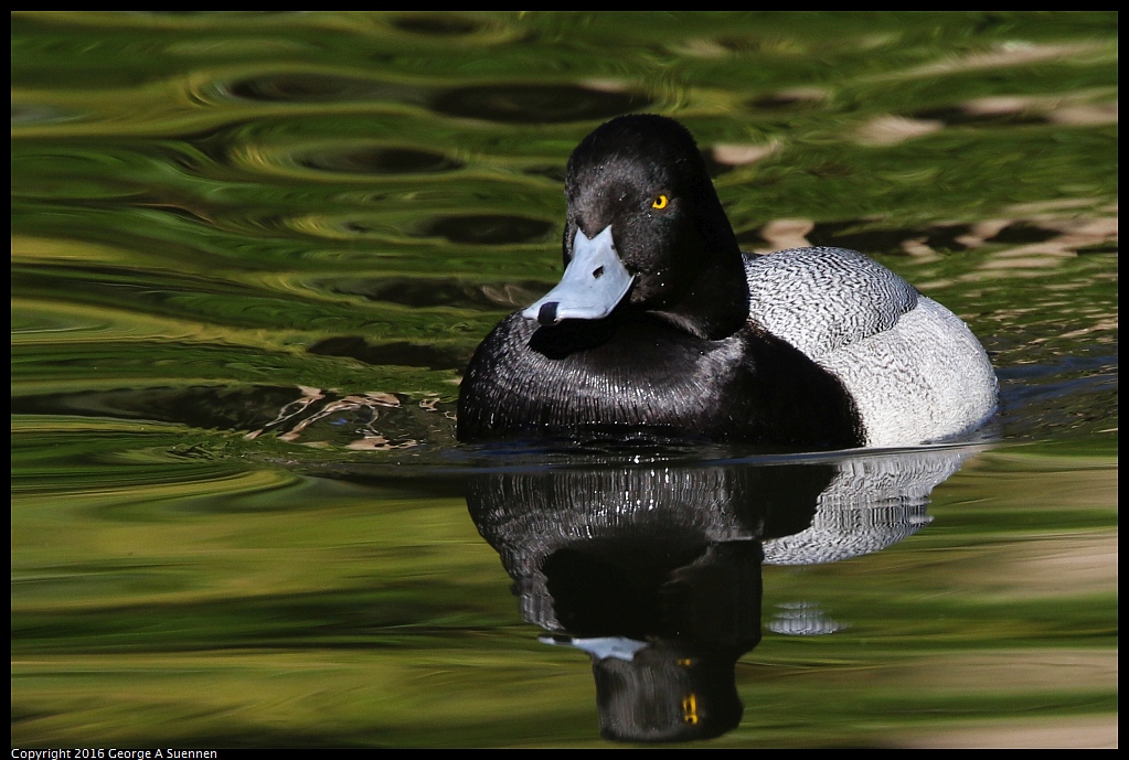 0101-125530-02.jpg - Lesser Scaup