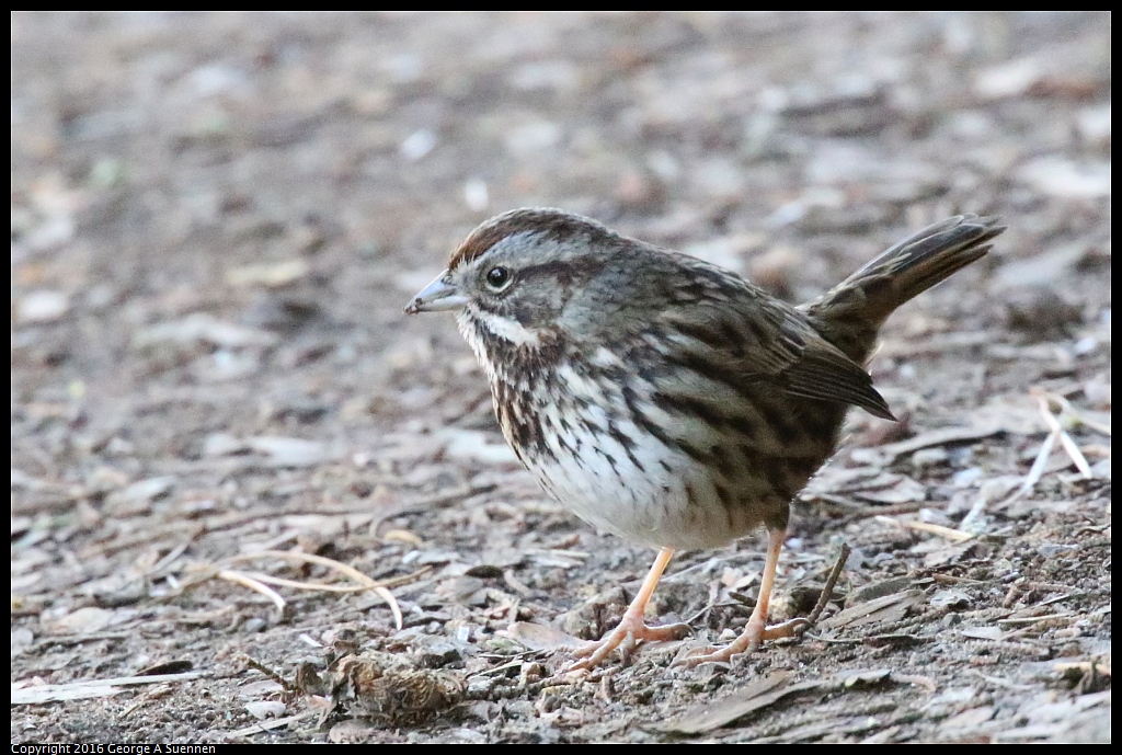 0101-125701-02.jpg - Song Sparrow