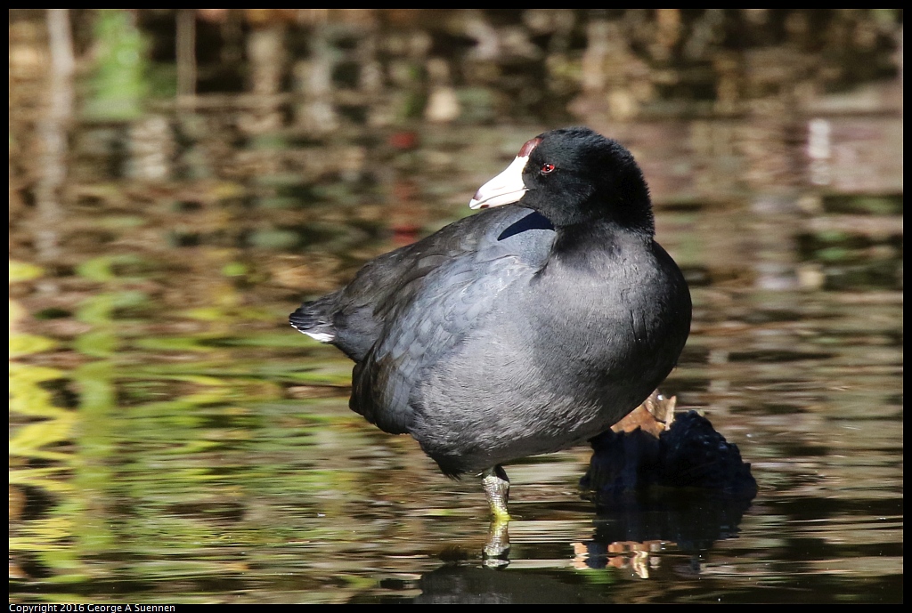 0101-125758-01.jpg - American Coot