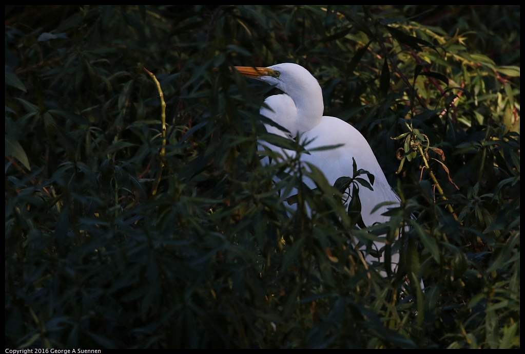 0101-130002-01.jpg - Great Egret