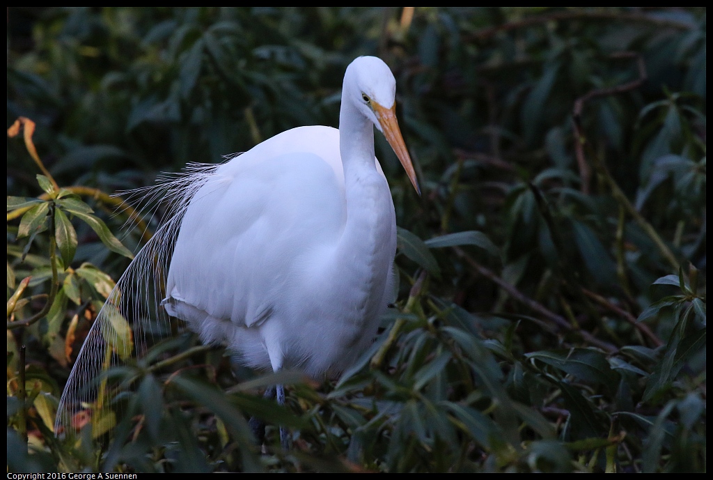 0101-130259-01.jpg - Great Egret