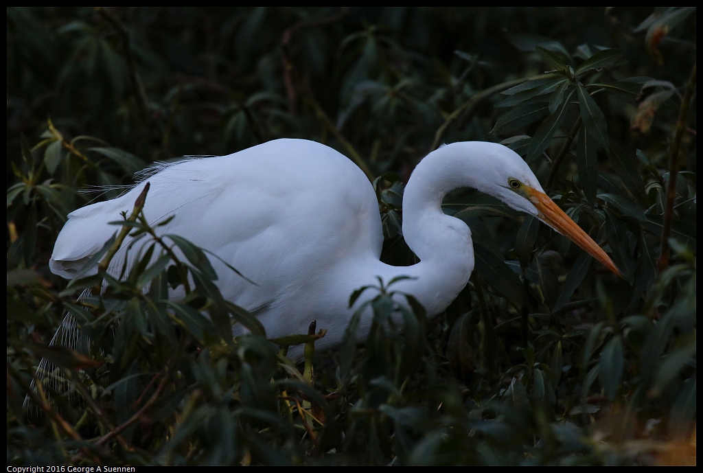 0101-130305-01.jpg - Great Egret