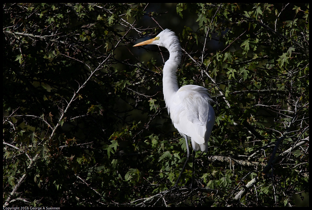 0101-130354-01.jpg - Great Egret