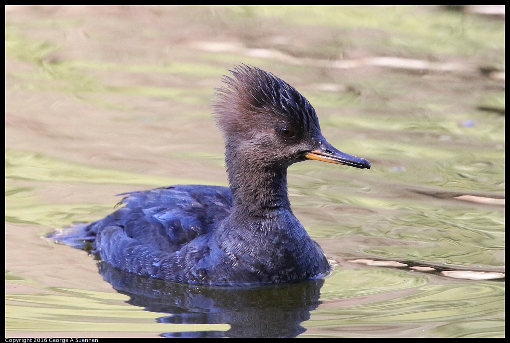 0101-130451-03.jpg - Hooded Merganser