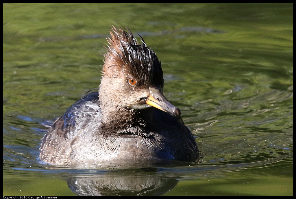 0101-130458-01.jpg - Hooded Merganser