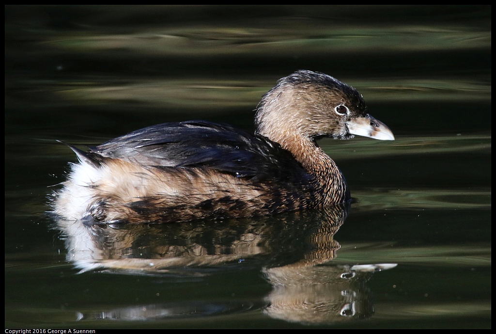 0101-130544-02.jpg - Pied-billed Grebe