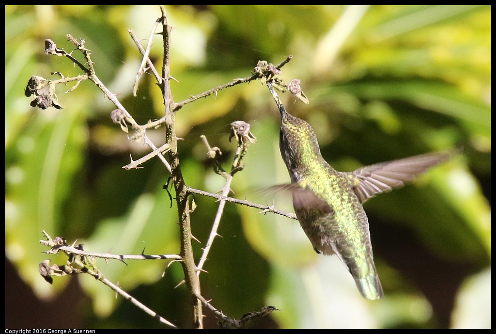 0101-131352-02.jpg - Anna's Hummingbird