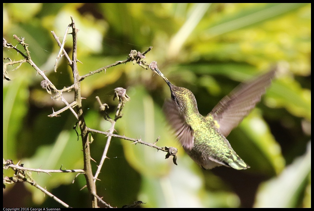 0101-131352-03.jpg - Anna's Hummingbird