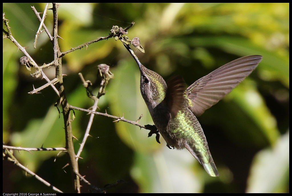 0101-131353-02.jpg - Anna's Hummingbird