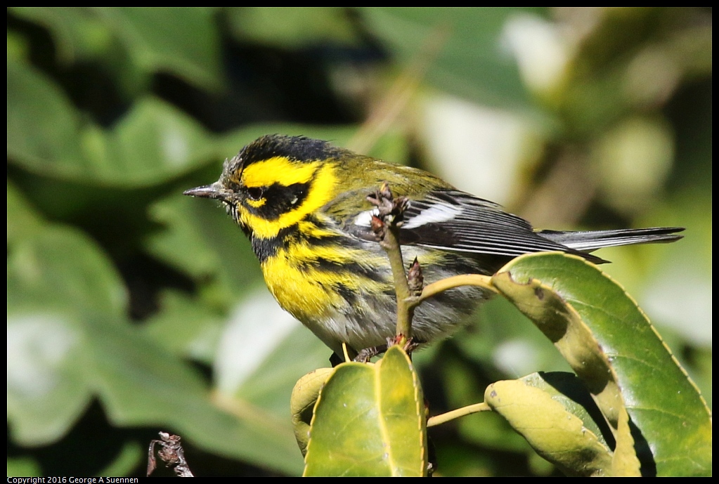 0101-131604-03.jpg - Townsend's Warbler