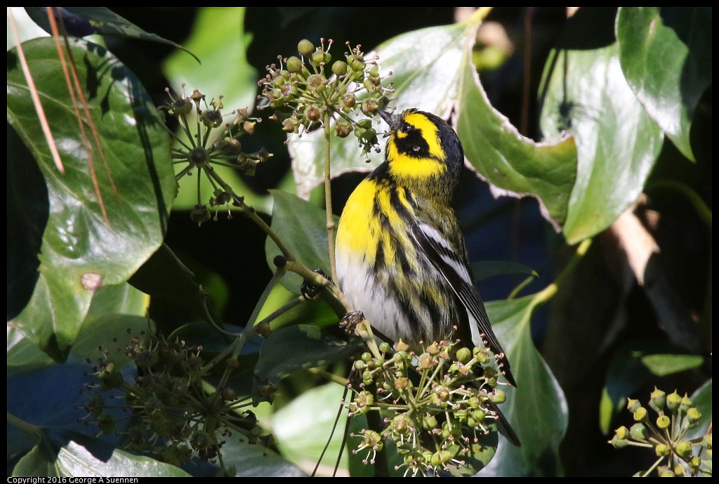 0101-131653-04.jpg - Townsend's Warbler