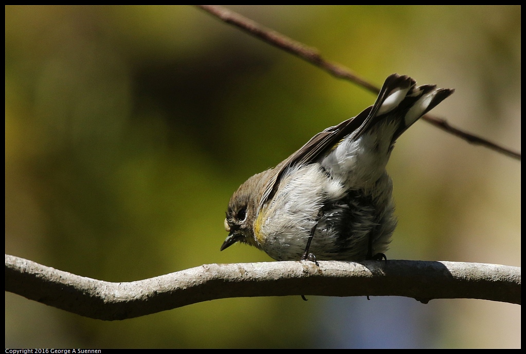 0101-132035-02.jpg - Yellow-rumped Warbler