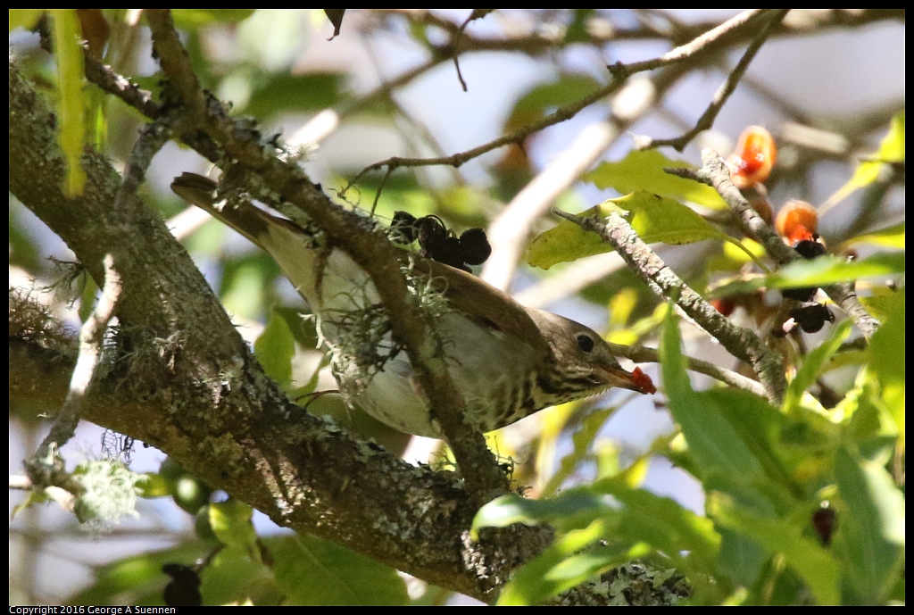 0101-132638-04.jpg - Hermit Thrush