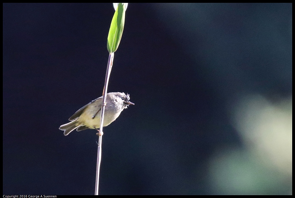 0101-133414-02.jpg - Ruby-crowned Kinglet