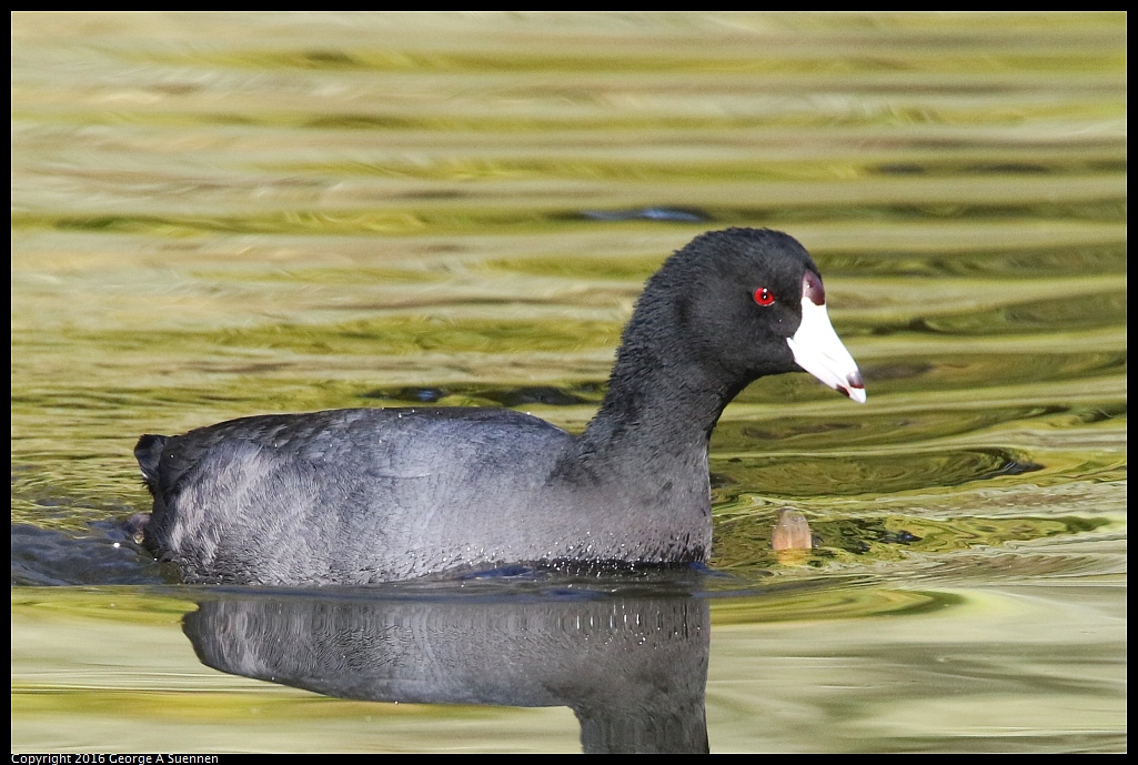 0101-134322-01.jpg - American Coot