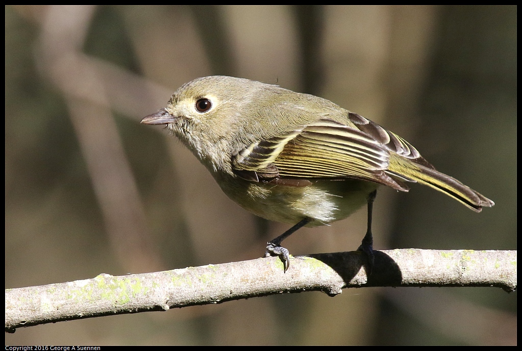 0127-142542-02.jpg - Hutton's Vireo