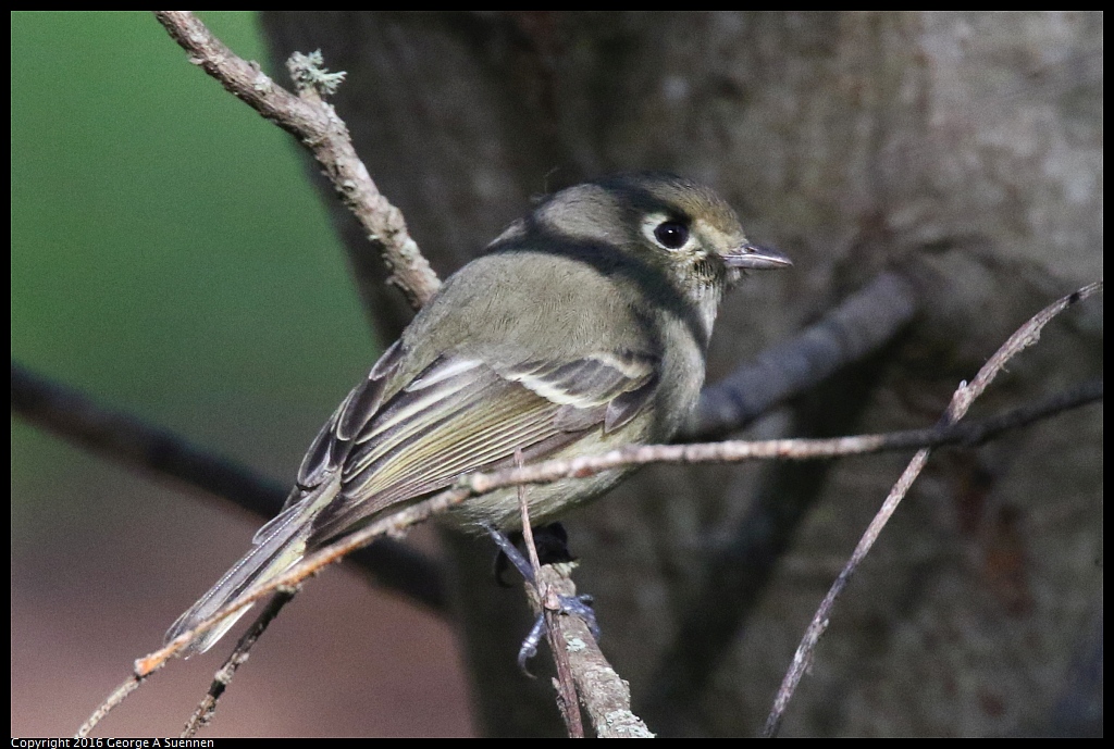 0127-142651-03.jpg - Hutton's Vireo