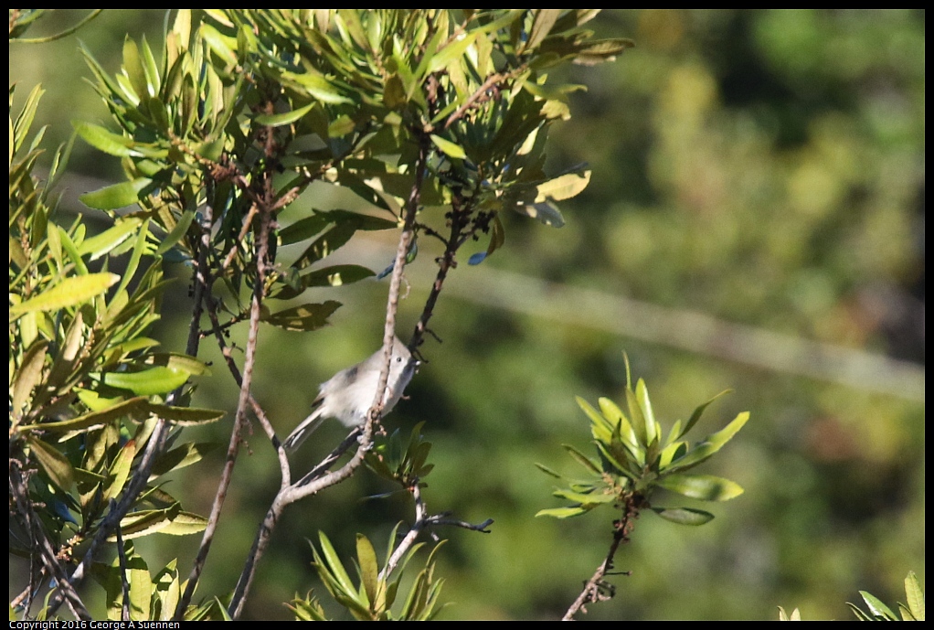 0127-144320-01.jpg - Oak Titmouse