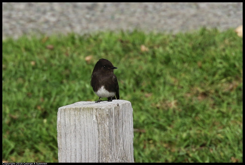 0127-144459-01.jpg - Black Phoebe