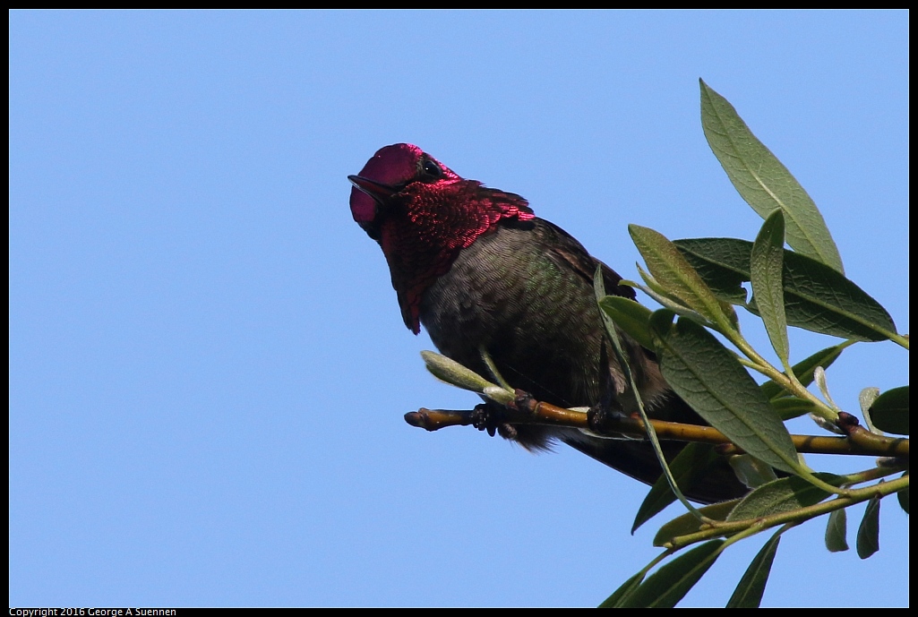 0127-144758-03.jpg - Anna's Hummingbird