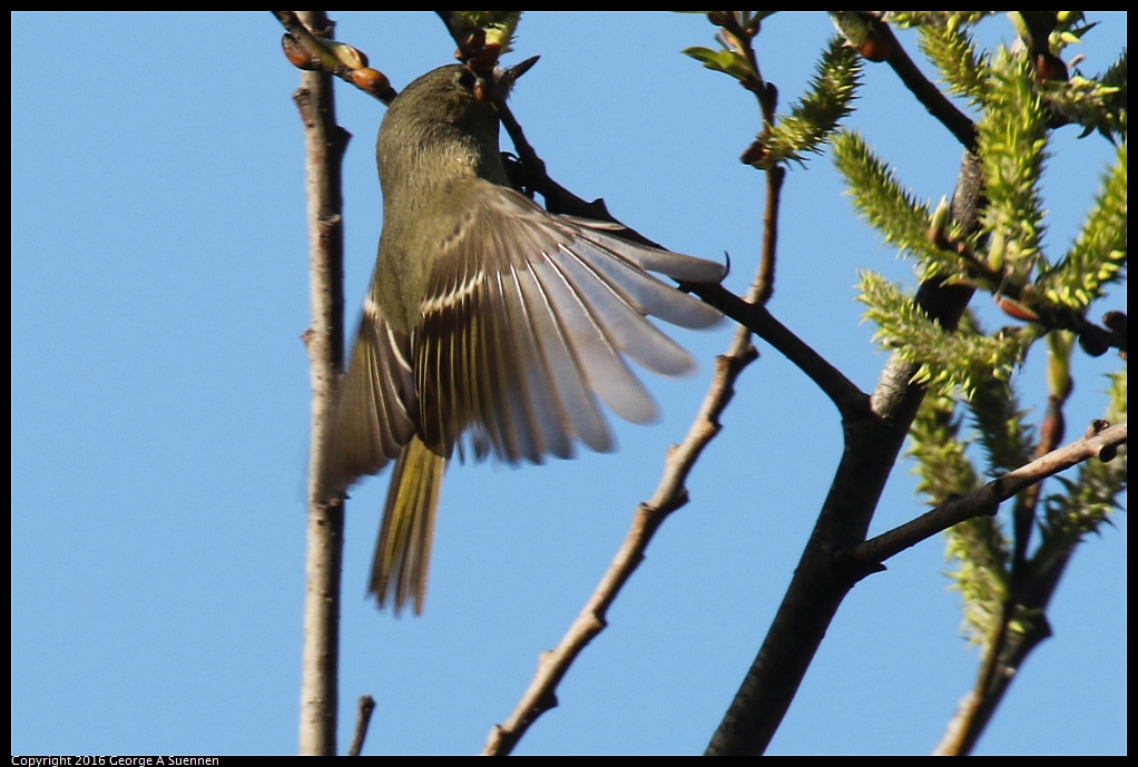 0127-145508-02.jpg - Ruby-crowned Kinglet