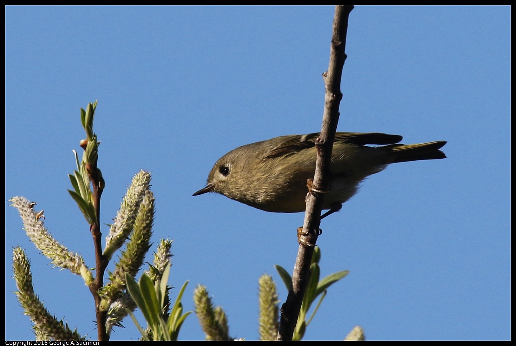 0127-145514-01.jpg - Ruby-crowned Kinglet