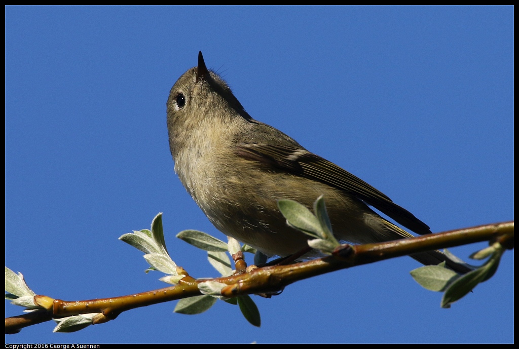 0127-145600-02.jpg - Ruby-crowned Kinglet