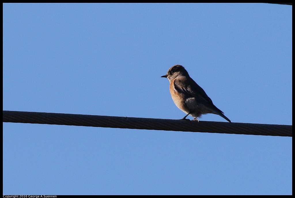 0127-150136-01.jpg - Western Bluebird