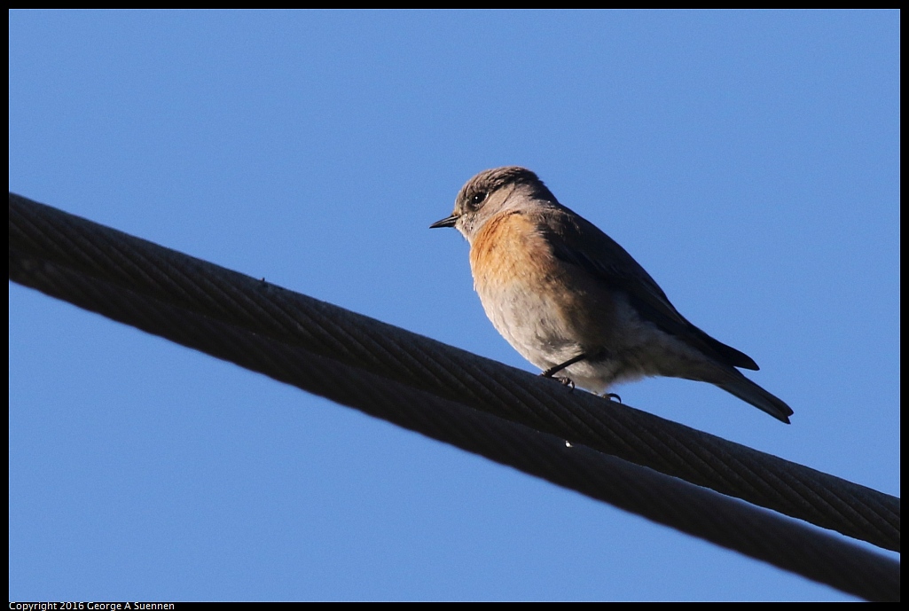 0127-150233-03.jpg - Western Bluebird