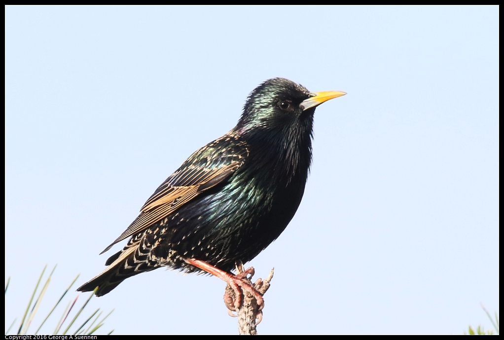 0127-101905-01.jpg - European Starling