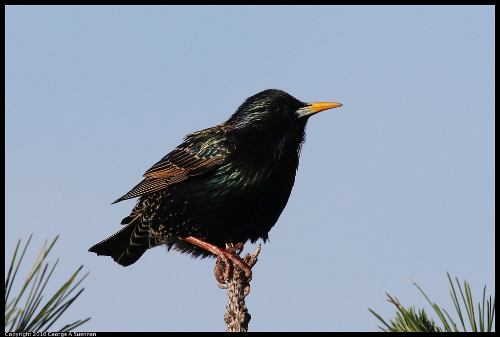 0127-101907-03.jpg - European Starling