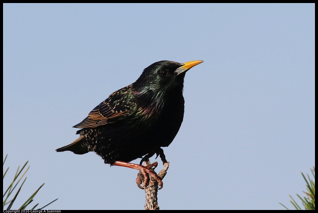 0127-101908-01.jpg - European Starling