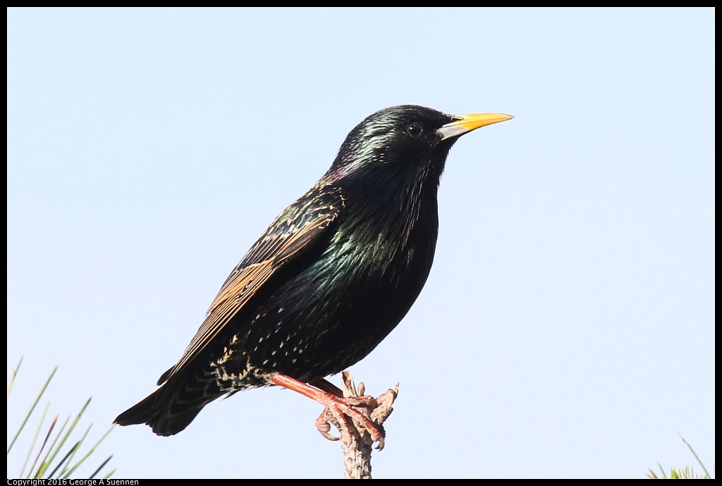 0127-101912-03.jpg - European Starling