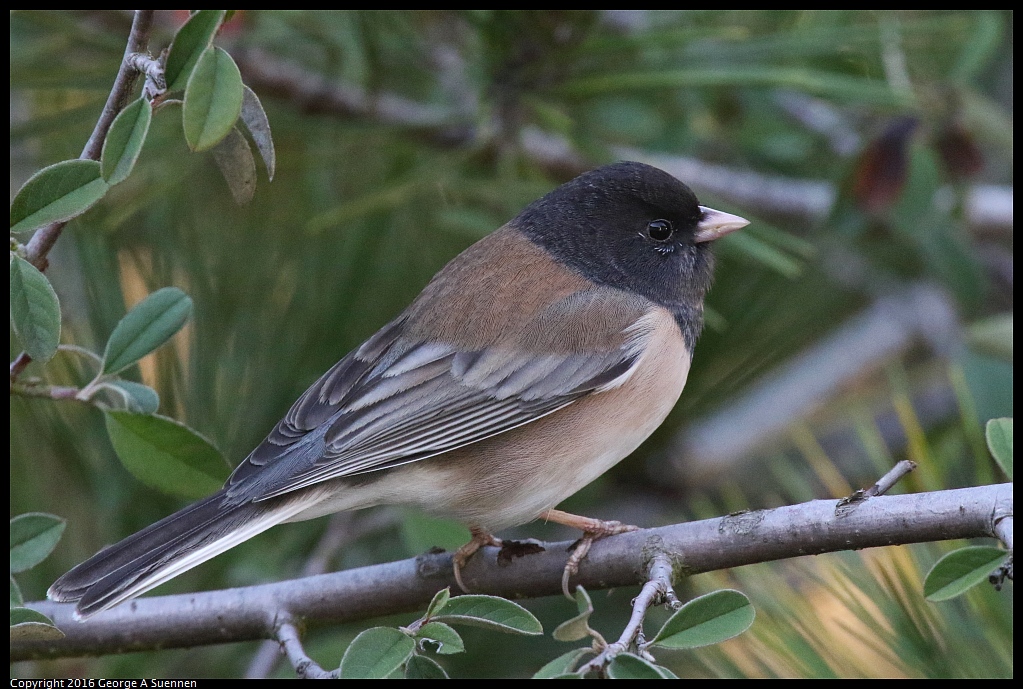 0127-102224-02.jpg - Dark-eyed Junco