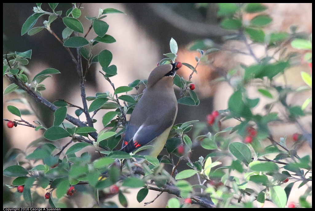 0127-133316-01.jpg - Cedar Waxwing