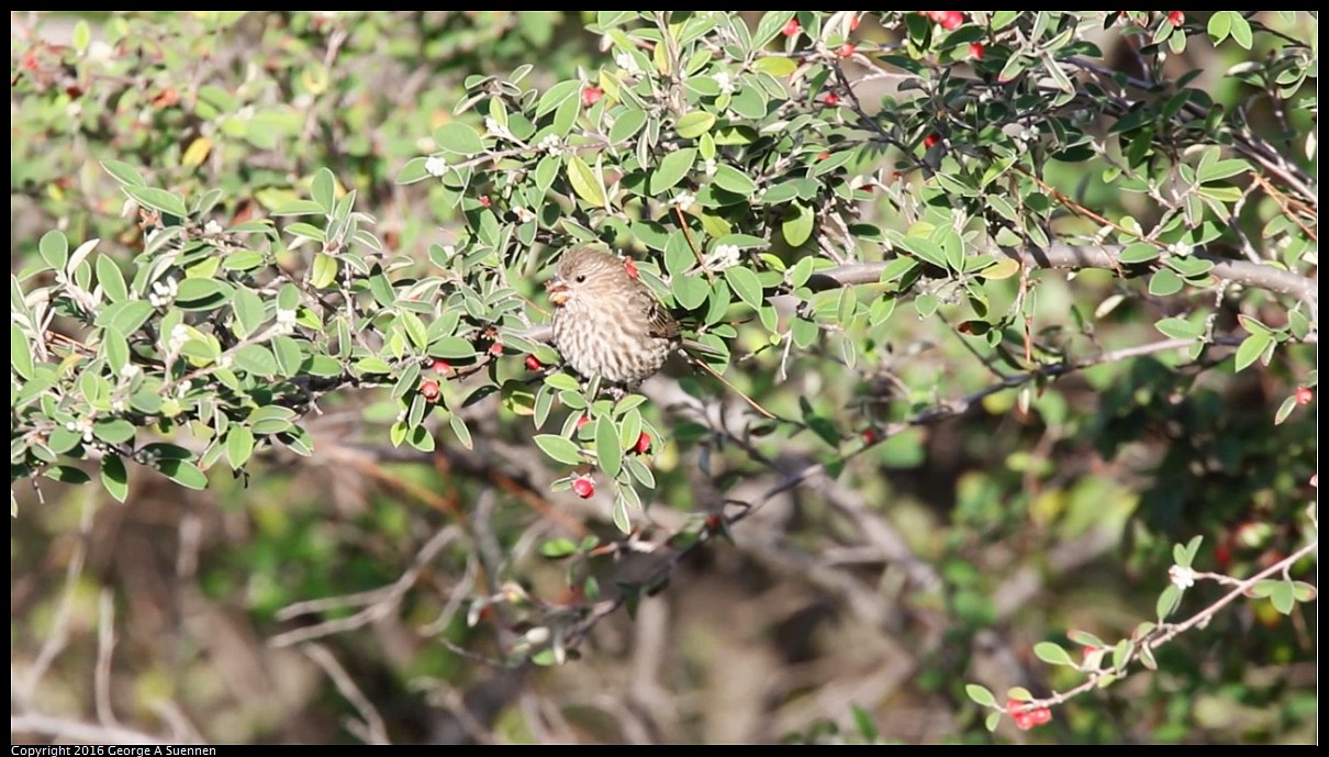 2016-01-27_210642.jpg - House Finch