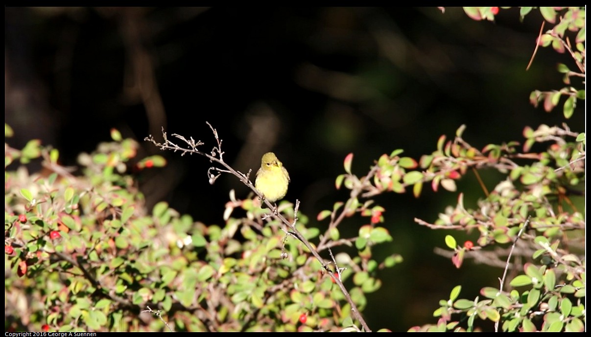 2016-01-27_210742.jpg - Lesser Goldfinch