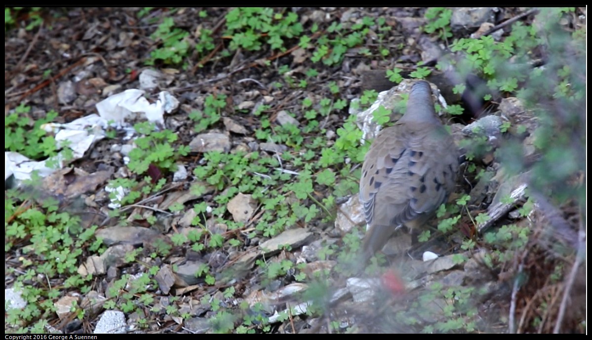 2016-01-27_211948.jpg - Mourning Dove