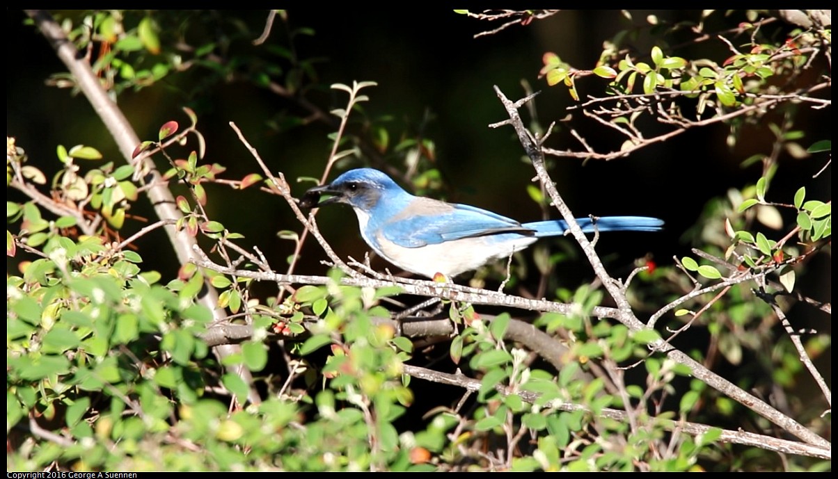 2016-01-27_212424.jpg - Western Scrub-jay