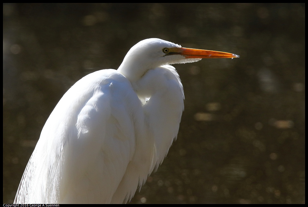 0201-142708-01.jpg - Great Egret